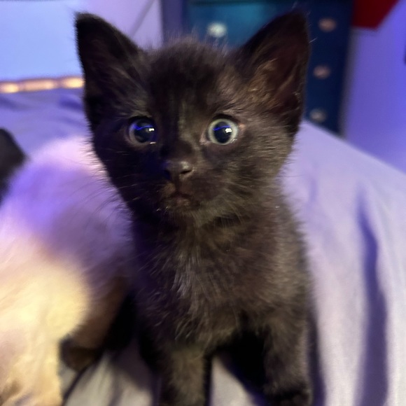 Meet your Posher, Reese - Picture 1 of 1